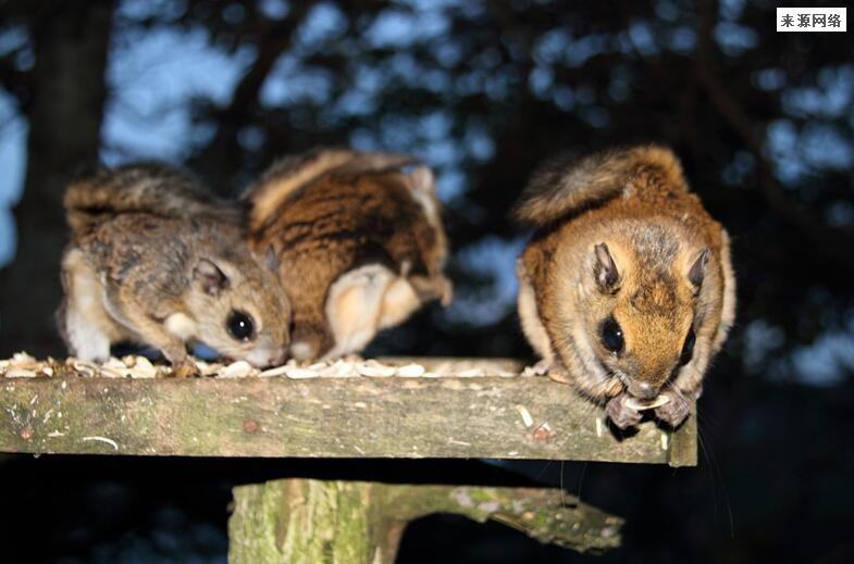 清末爆发鼠疫历史事件 1910年时期东北鼠疫持续多少年
