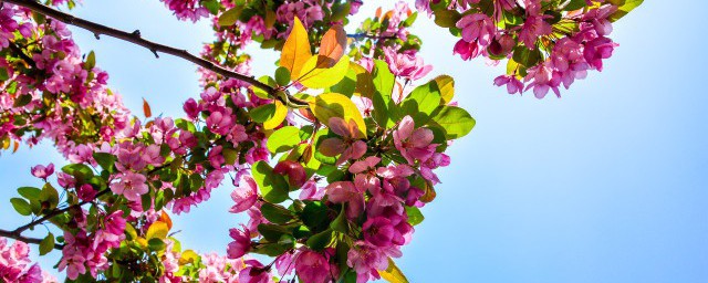 花朝节是什么意思 什么是花朝节