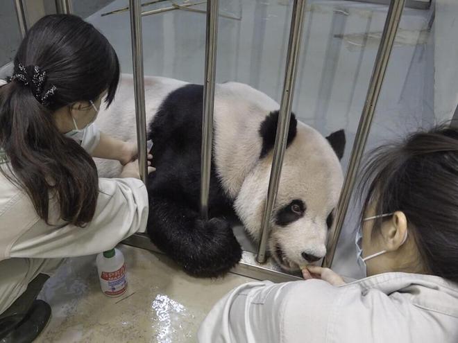 赠台大熊猫“团团”病情恶化，岛内民众为其加油