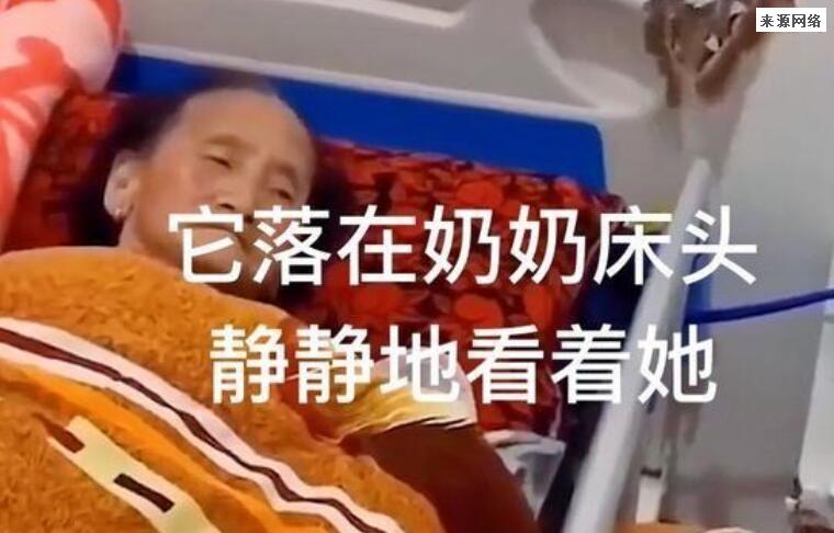 91岁爷爷去世七天家中突然飞进一只蝴蝶停奶奶床头 画面感人