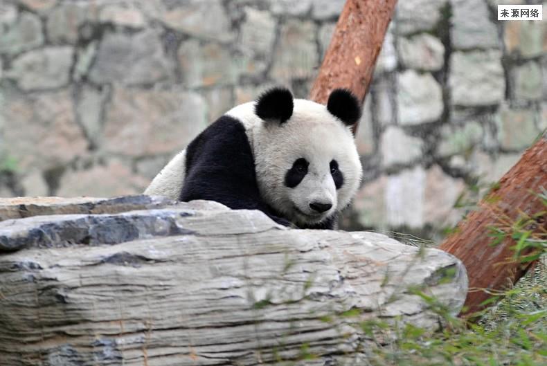 “团团”疑有恶性肿瘤用脚拖行前进 它今年几岁了？