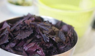 紫苏泡水喝有什么好处 紫苏泡水喝有什么功效与作用