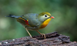 养鸟的好处和坏处 养鸟有什么好处