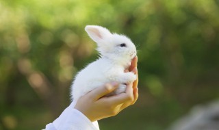 宠物绝育的好处和坏处 宠物绝育的利弊