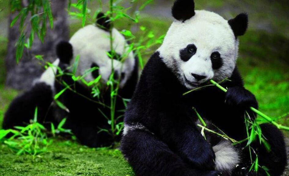 大熊猫寿命是多少年