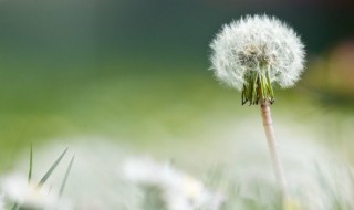 蒲公英吃有什么好处 蒲公英吃有哪些好处