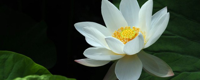 白莲花花语 白莲花的花语是什么