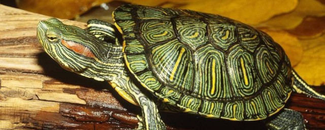 巴西乌龟夏天多久喂一次 巴西乌龟夏天多长时间喂食一次呢