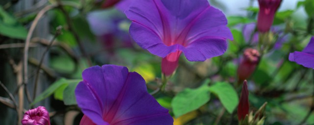 朝颜花的花语 朝颜花的花语到底是啥呢