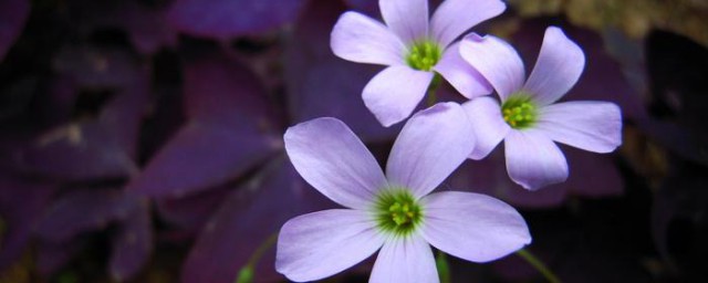 紫叶酢浆草花语 什么是紫叶酢浆草花语