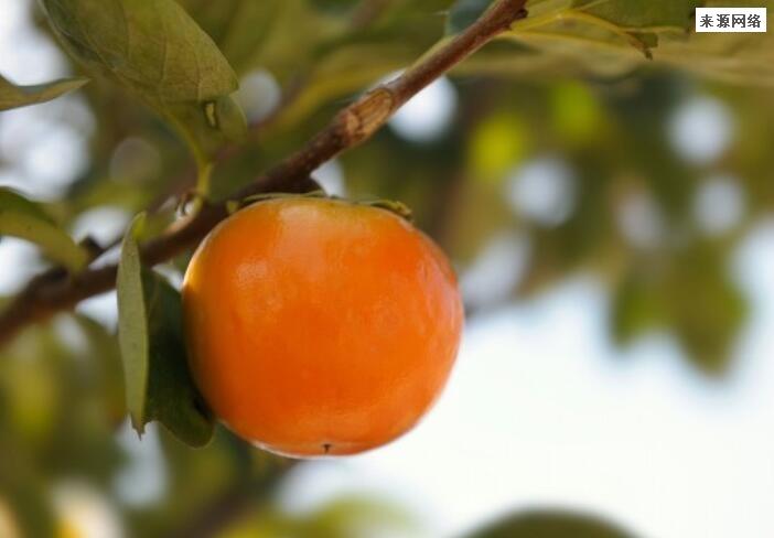 3岁女孩连吃8个柿子长胃结石 为什么会这样？