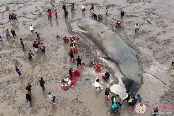 神奇海洋鲸鱼搁浅时人们往它身上泼水是为了 蚂蚁森林11月3日答案