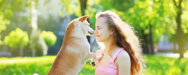 柴犬的优缺点 柴犬的优缺点是什么