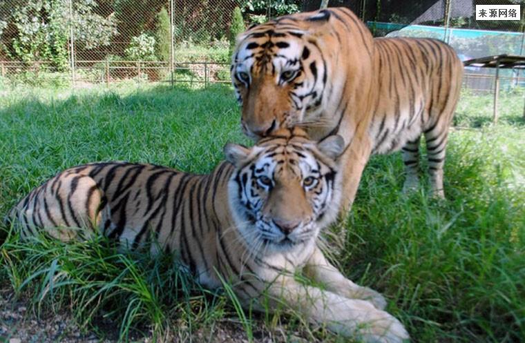 南京一动物园直播筹款：揭不开锅了 一天数场直播