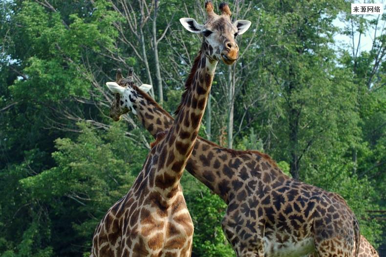 南京一动物园直播筹款：揭不开锅了 受疫情影响损失惨重