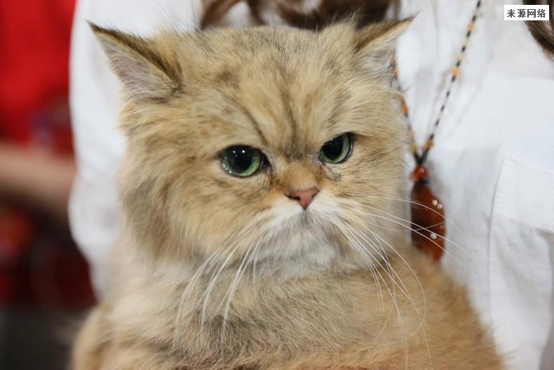 缅因猫坠楼追责保姆？ 雇主回应是保姆未关门导致猫坠落死亡