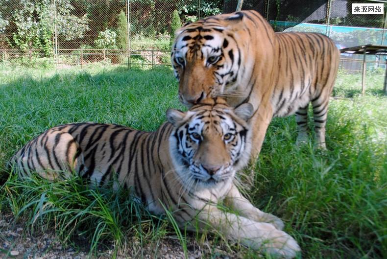 媒体评动物园喊“穷”直播：不丢人 有上百只动物被认养