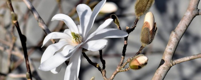 新鲜玉兰花怎么保鲜 新鲜玉兰花如何保鲜