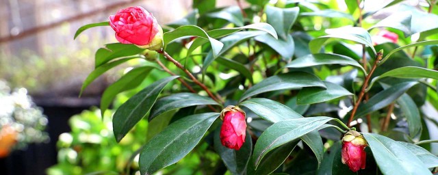 怎么能让茶花保鲜 茶花的保鲜方法介绍