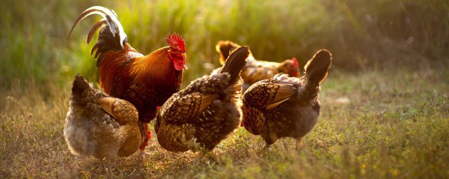 农家现杀鸡怎么保鲜运输 农家现杀鸡如何保鲜运输
