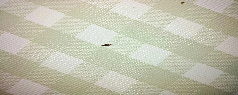 床上有小虫子怎么消灭