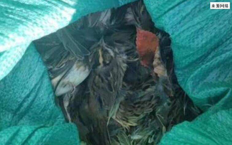 男子捕鸟近千只称用来涮火锅 被查获竟然都是保护动物