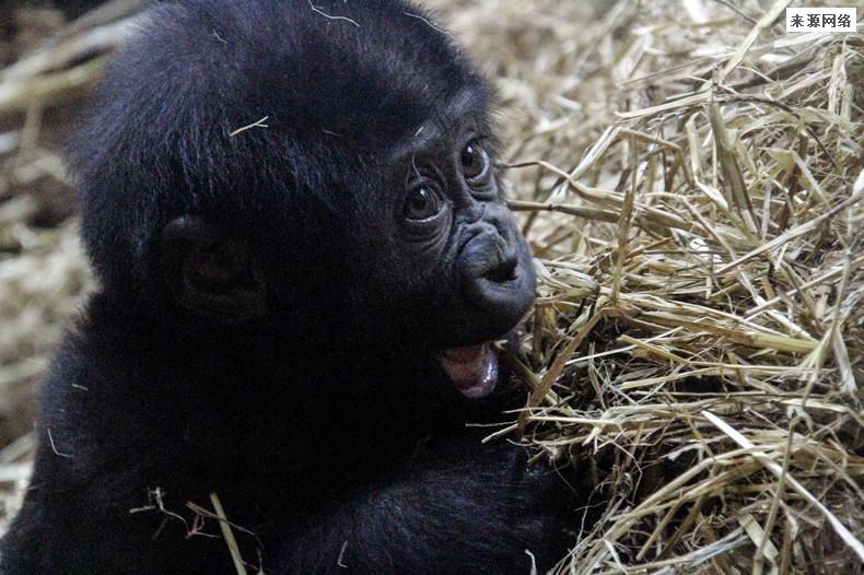 山东黑猩猩一天一棵大葱三四瓣蒜 能起到这些作用