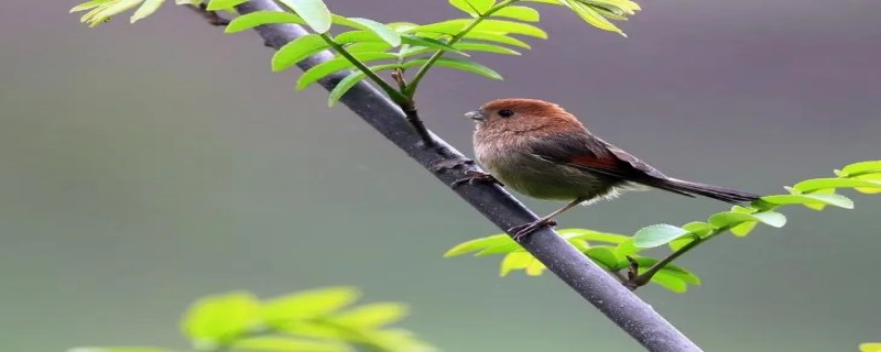 鸟用什么呼吸