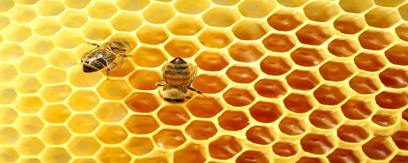 蜂巢为什么是六边形的
