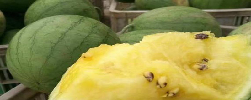 西瓜里面的黄结块是什么