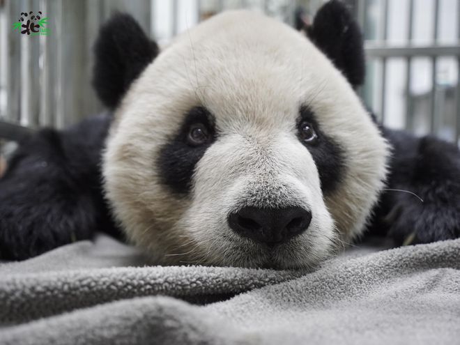 赠台大熊猫“团团”不幸离世