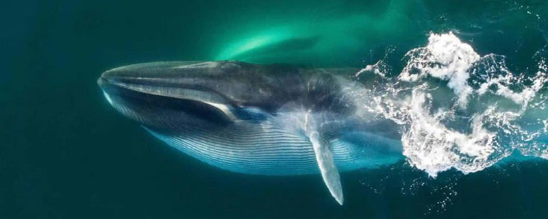 鲸鱼有什么有趣的特点