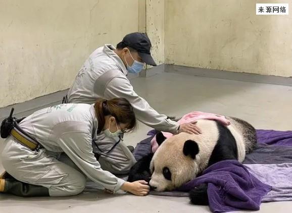 大陆赠与台湾大熊猫团团离世