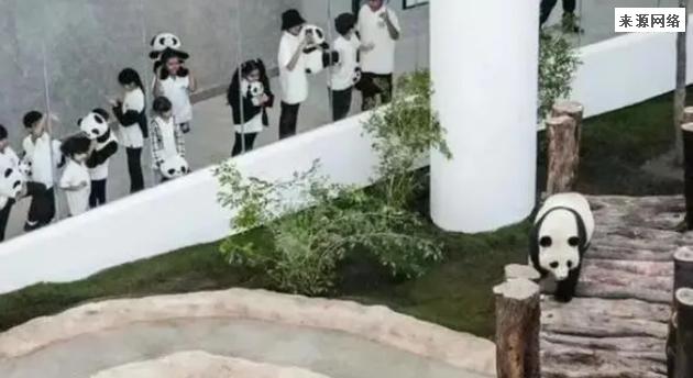 旅居卡塔尔的中国大熊猫听不懂外语，饲养员只能练习四川话
