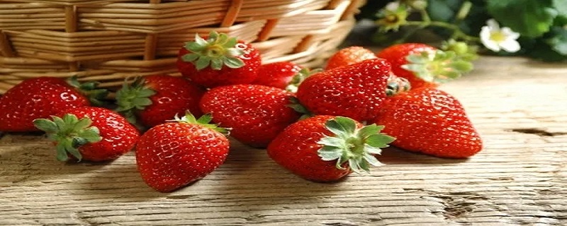 关于草莓的介绍