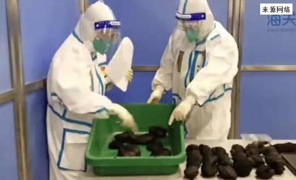 上海浦东机场海关查获活体蛇7条，这一个行李有一些离谱