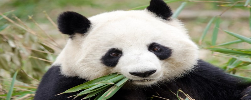 大熊猫是二级保护动物吗