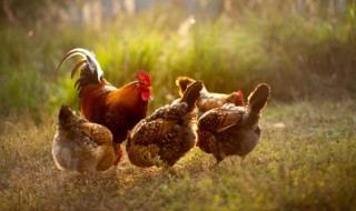 鸡配什么药材炖汤好 鸡和那些材料炖汤好