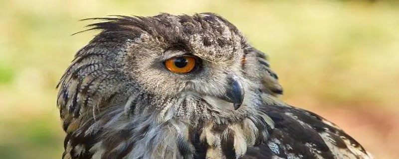 猫头鹰的眼睛能随意转动吗