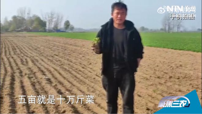 山东曹县一农户被迫犁掉十万斤菜，当地回应