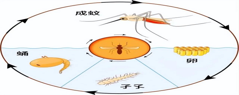 蚊子在生物链中起什么作用 蚊子在生物链中起什么作用的