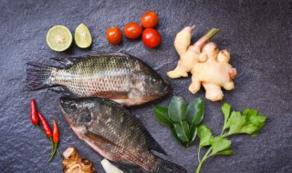 草鱼怎么炖简单方法 草鱼怎么炖的呢