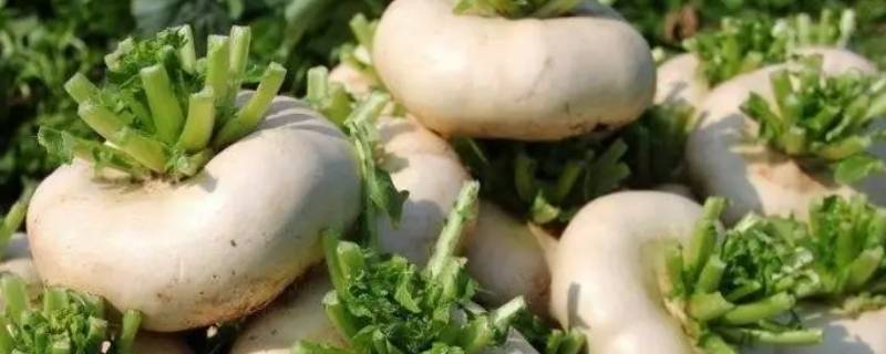 盘菜煮熟是软的吗