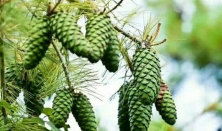 新鲜的嫩松塔怎么吃 松塔介绍