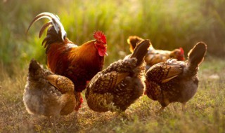 土鸡怎么炖好吃又简单方法 土鸡怎么炖好吃做法