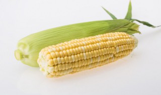 玉米太硬怎么煮好吃 玉米老了太硬怎么才能煮得软