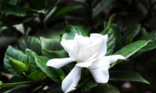 栀子花怎么炒好吃 栀子花怎么炒比较美味