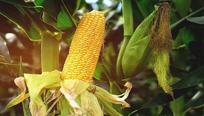离“蛋白自由”的梦想又近一步，中国科学家成功从野生玉米中找回“丢失”的基因