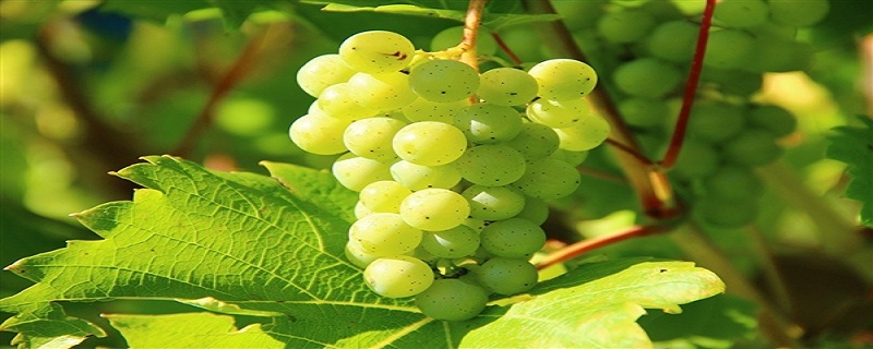 葡萄的结构是怎样 葡萄的组成结构