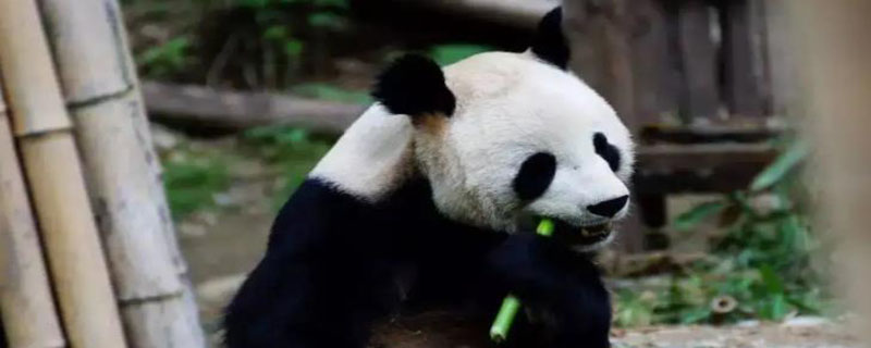 大熊猫有趣的地方在哪里